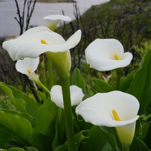 Zantesdeschia aethiopica